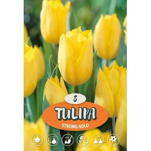 Tulipano Triumph 'Strong Gold' giallo dorato in aiuola, adatto come fiore reciso.