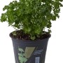 Prezzemolo riccio fresco (t.b.t.) in vaso per cucina e giardino.