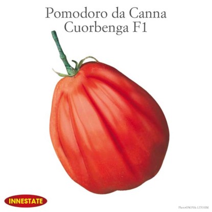 Pomodoro insalataro Cuorbenga innestato vaso 14 cm