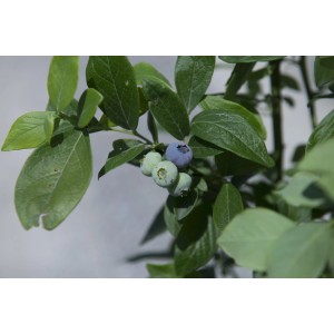 Arbusto di mirtilli con foglie verdi e bacche blu mature.