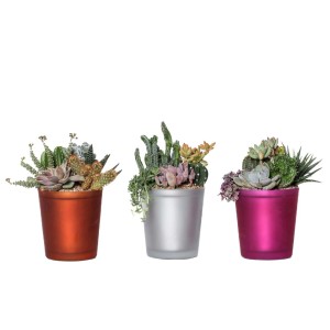 Composizione piante grasse Vaso in vetro colorato Ø 14 cm