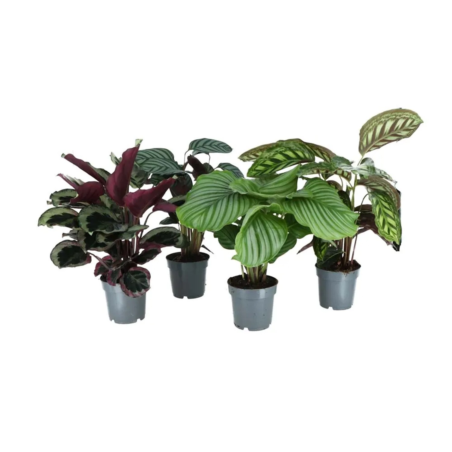 dracaena fragrans plant care Buy Premium Indoor Plants Online
