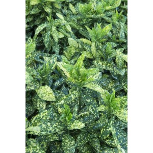 Fogliame colorato della pianta da siepe t.b.t. con foglie verdi e gialle.