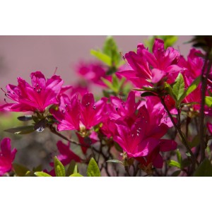 Azalea rosa brillante con foglie verdi, primo piano.