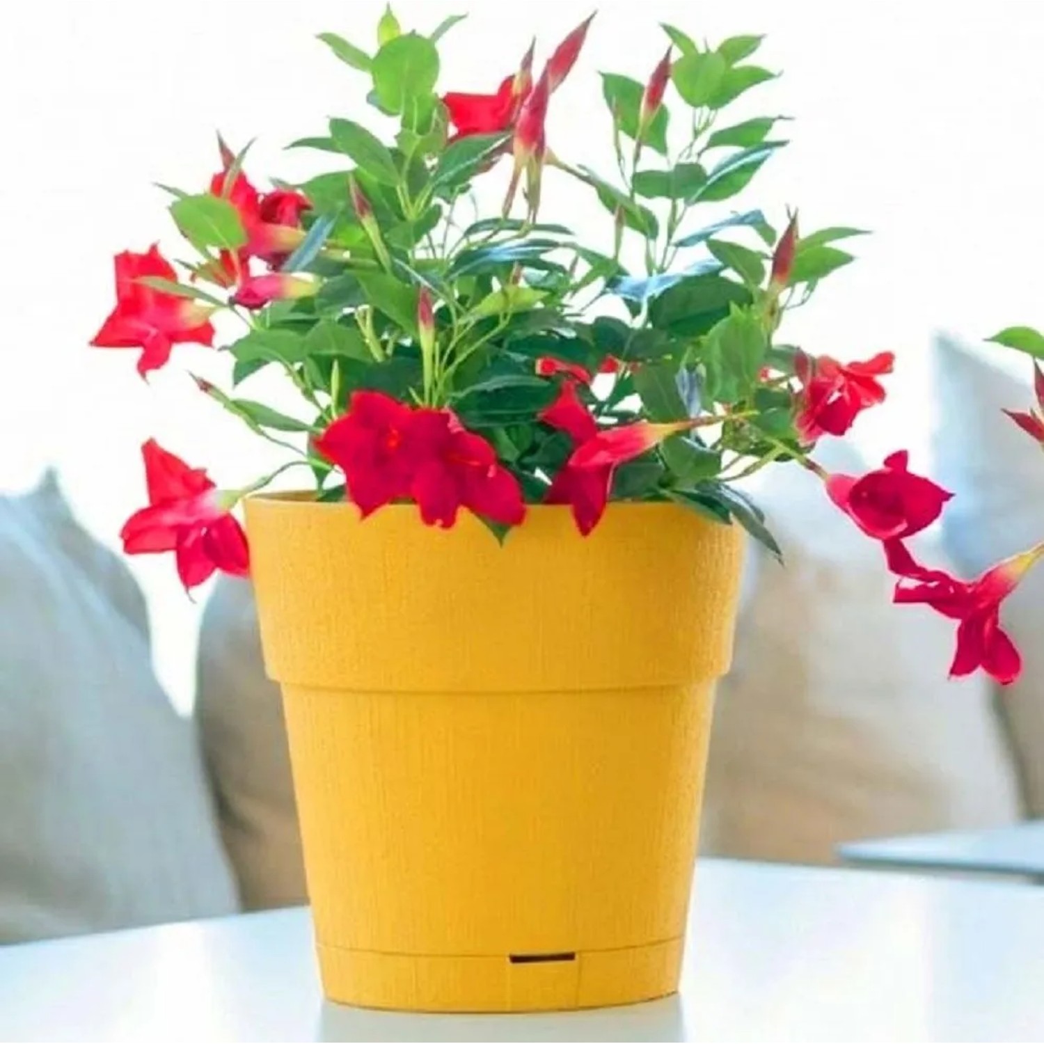 JAPCHET Confezione Da 30 Piattini Per Piante Rossi | Diametro 26 Cm, Vassoi In Plastica Resistente | Impermeabili E Antiurto, Per Vasi Da Fiori Interni/esterni