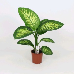 Dieffenbachia Tropic Snow Vaso 17 cm