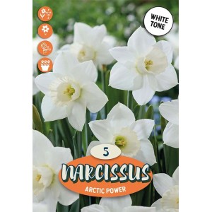 Bulbi narciso Trumpet Arctic Power Bianco Crema