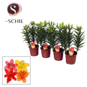 Piante di giglio fiorite in vaso, vari colori possibili.