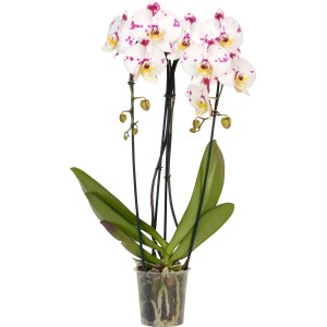 Orchidea farfalla (Phalaenopsis) con fiori bianchi e punti rosa in vaso da ca. 12 cm.