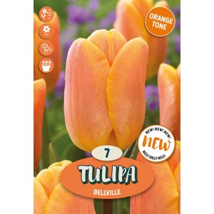 Tulipano arancione 'Bellville', un fiore elegante per il giardino. Bulbo da fiore.