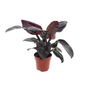 T.b.t. pianta d'appartamento con foglie scure in vaso.