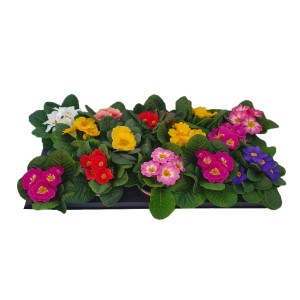 Primule miste in vaso, vari colori. Fiori primaverili per aiuole e balconi.