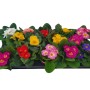 Primule miste in vaso, vari colori. Fiori primaverili per aiuole e balconi.