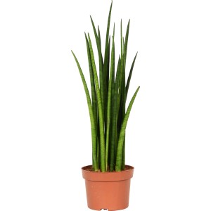 Bacularis (Sanseveria cylindrica) in vaso, una pianta d'appartamento robusta e facile da curare.