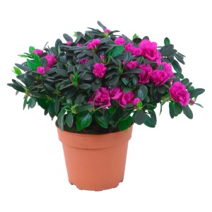 Azalea da interno con fiori viola in vaso marrone, dimensioni vaso circa 14 cm.