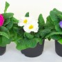 Primule miste in vaso, vari colori (giallo, rosa, bianco, viola).