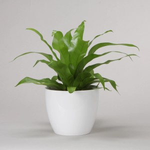 Scheurich vaso decorativo 920 Alaska, Ø 25 cm, bianco, con pianta verde.