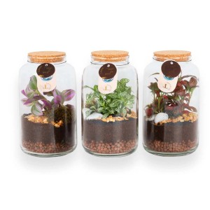 Tre composizioni di piante da interno in contenitori di vetro con coperchi in sughero.