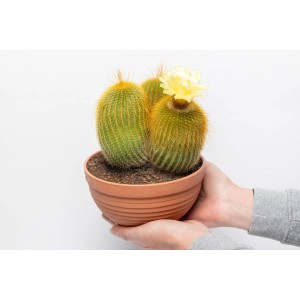 Cactus globulare con fiore giallo in vaso, tenuto in mano.