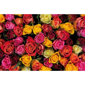 Aiuola di rose colorata: Rosa a cespuglio con fiori gialli, rossi e rosa.