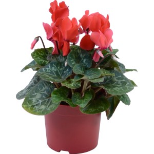 Ciclamino Midi rosso a fiore grande in vaso (circa 12 cm Ø).