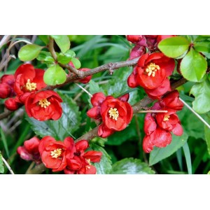 Ramo di cotogno giapponese in fiore con fiori rossi e foglie verdi.