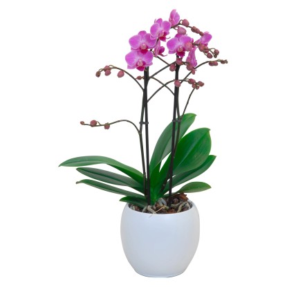 Orchidea farfalla multiflora 2 steli lilla in vaso di ceramica Ø 12 cm