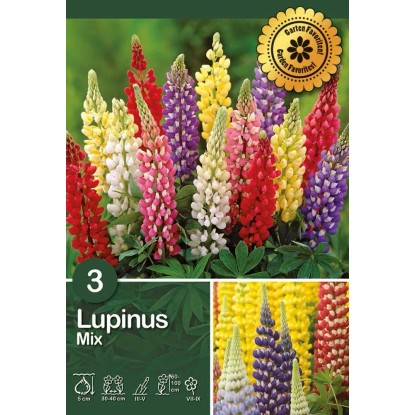 Lupinus "Polyphyllus"