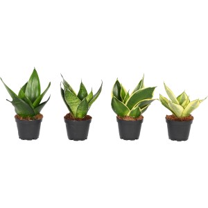 Sansevieria 'Trifiscata' in vaso da 6 cm, pianta d'appartamento facile da curare.