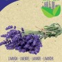 Semi di lavanda biologici di Blumen per erbe aromatiche in giardino.