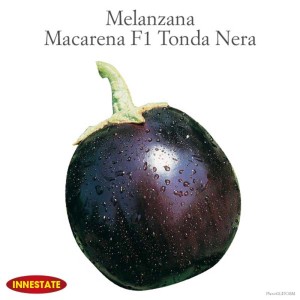 Melanzana rotonda scura 'Macarena F1 Tonda Nera', una pianta da orto per il giardino.