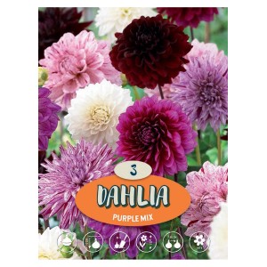 Dalie Mix Purpureo: Vari fiori di dalia in tonalità di viola, bianco e rosso.