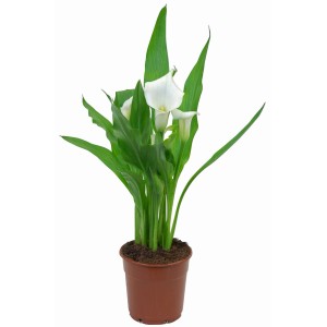 Calla (Zantedeschia) bianca in vaso marrone, diametro circa 12 cm.