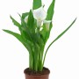 Calla (Zantedeschia) bianca in vaso marrone, diametro circa 12 cm.