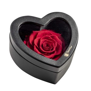 Rosa di Natale in custodia nera a forma di cuore. Rosa rossa conservata come regalo.
