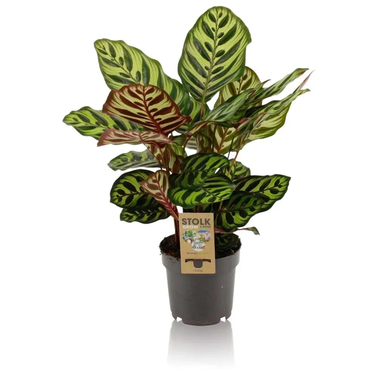 dracaena fragrans warneckii Dracaena fragrans 'White Aspen' main image 0