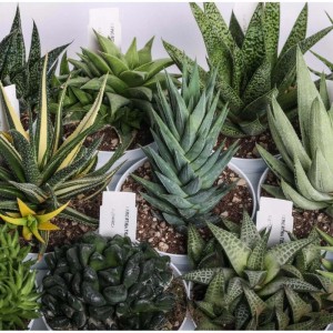 Haworthia Collezione pianta grassa vaso Ø 10 cm