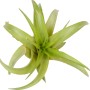 Primo piano di una Tillandsia verde, una bromeliacea decorativa e di facile manutenzione.