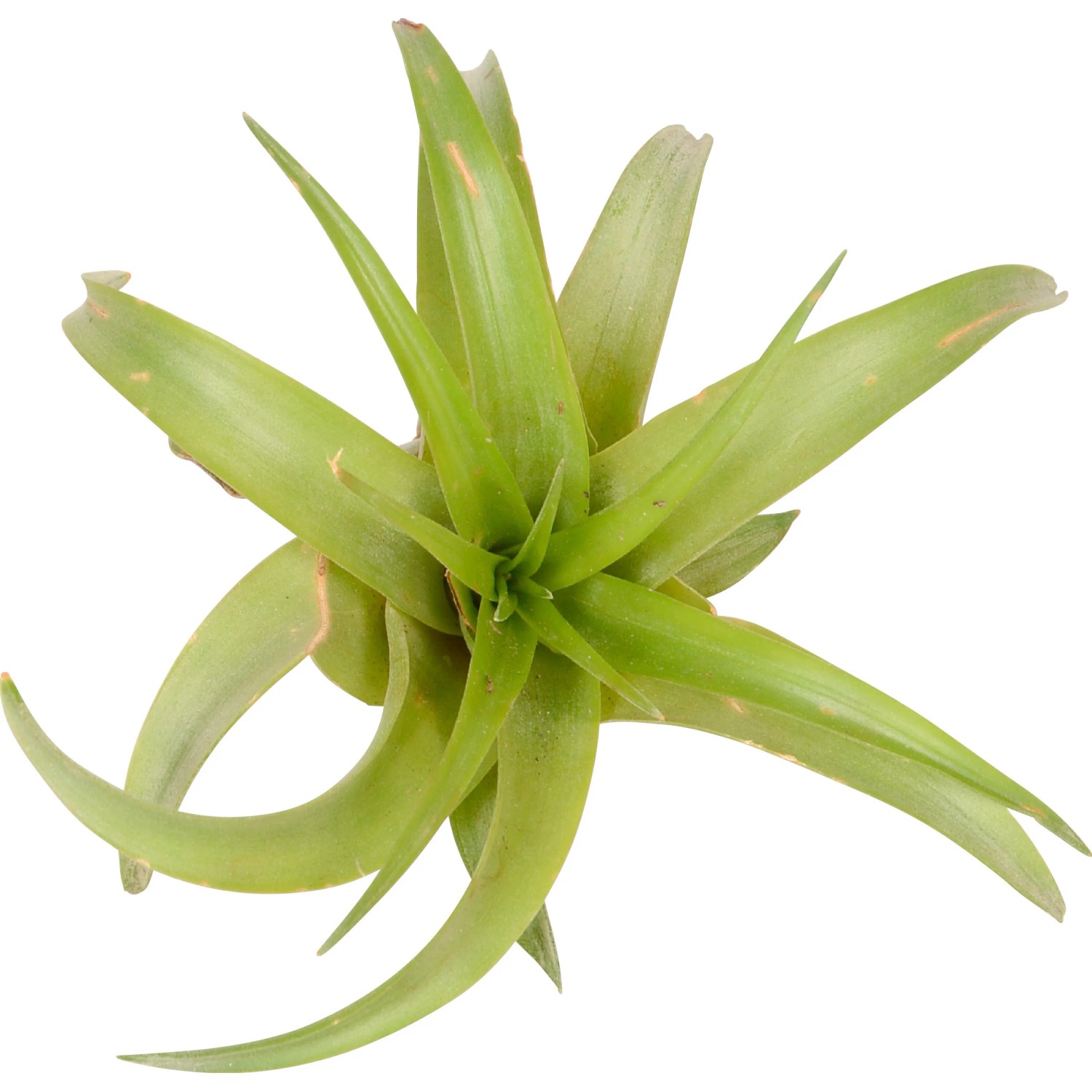 Primo piano di una Tillandsia verde, una bromeliacea decorativa e di facile manutenzione.