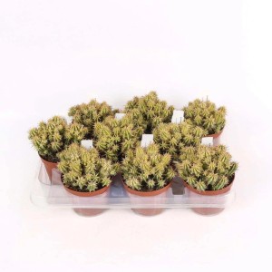 Euphorbia aggregata variegata pianta grassa vaso Ø 10,5 cm