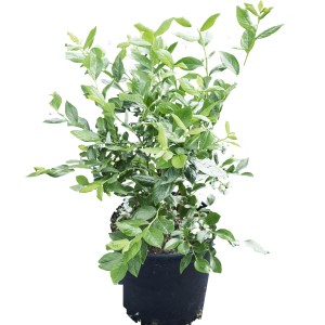 Cespuglio di mirtilli in vaso con foglie verdi e prime bacche.