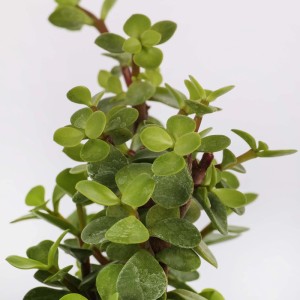 Portulacaria afra pianta grassa vaso Ø 10.5