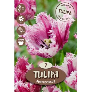 Bulbo da fiore 'Crispa Circus': Tulipano viola con petali frangiati.
