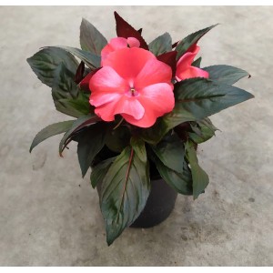 Pianta fiorita t.b.t. con fiori rossi e fogliame scuro in vaso.