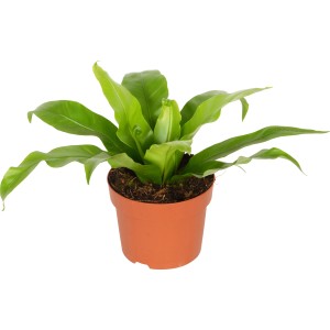 Felce nido d'uccello (Asplenium antiquum) in vaso marrone, pianta d'appartamento decorativa.