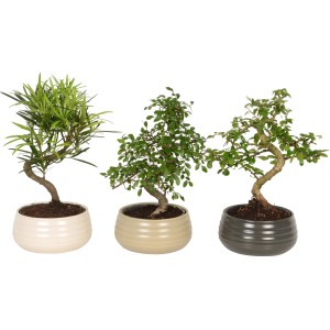 Tre bonsai da interno in vasi di ceramica (circa 19 cm Ø) con diverse forme di foglie e colori dei vasi.