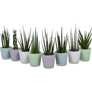 Diverse varietà di Sansevieria in vasi di vetro color pastello (Ø 7 cm).