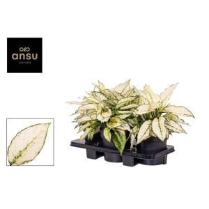 t.b.t. Piante invernali in set con foglie bianco-verdi.