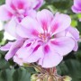 Geranio eretto (Pelargonium Zonale) in vaso, fiori rosa con striature scure.
