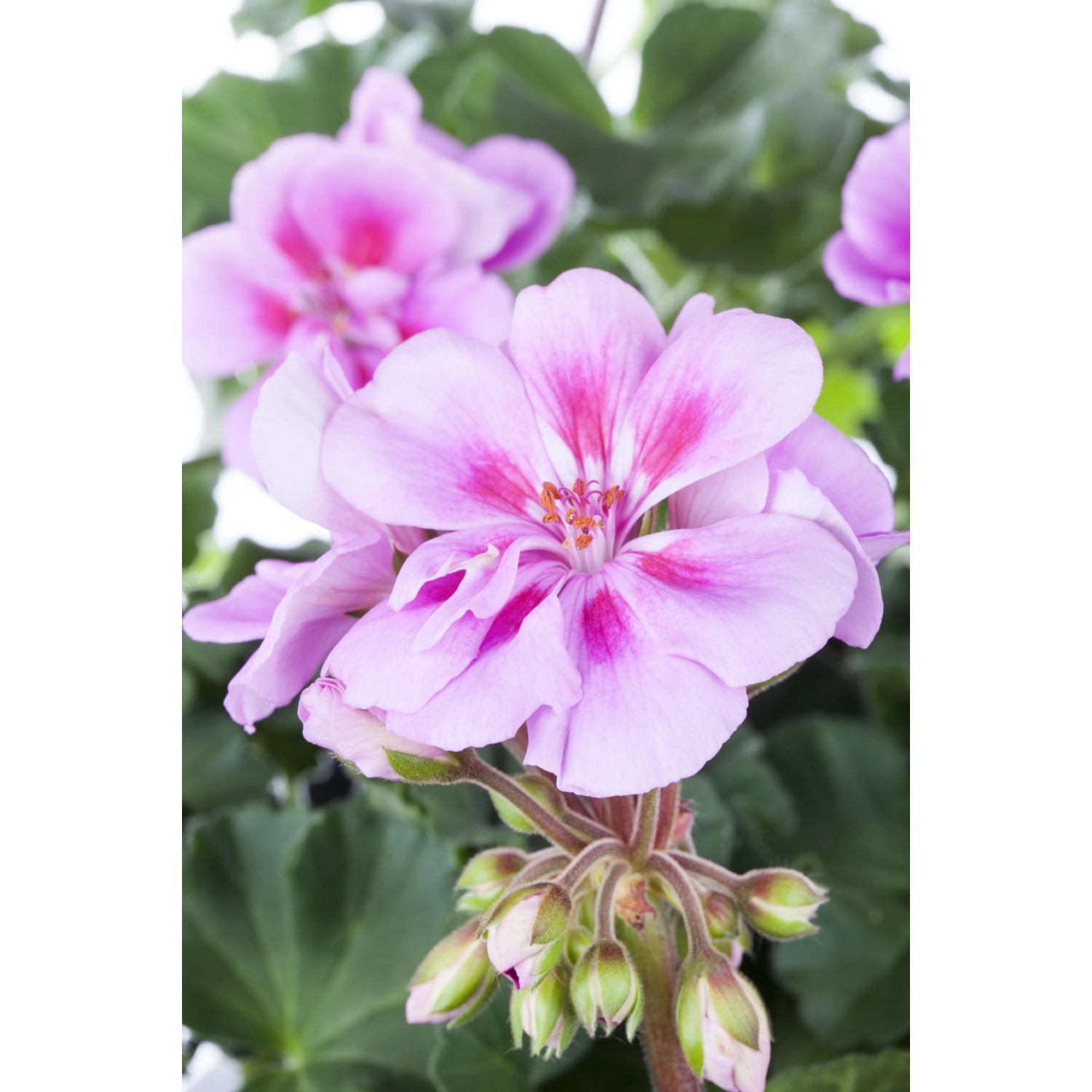 Geranio eretto (Pelargonium Zonale) in vaso, fiori rosa con striature scure.